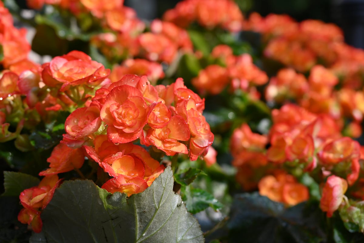 Bright orange begonias captured in a lush garden setting outdoors.