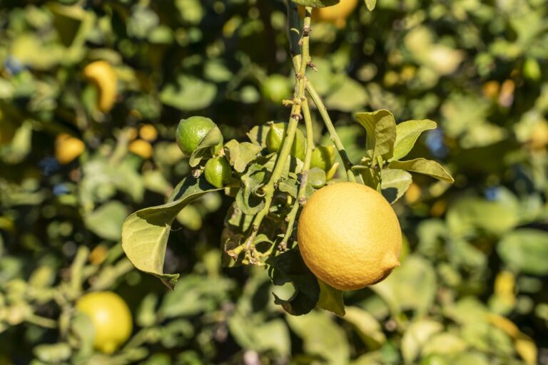 Vibrant close-up of ripe lemons hanging on a tree branch with lush green foliage in the background.