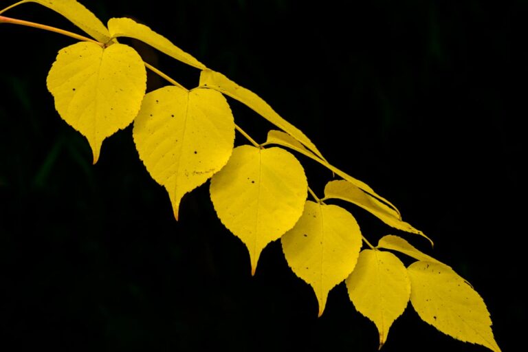 Close-up of vibrant yellow autumn leaves against a dark contrasting background.