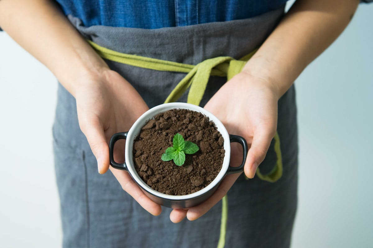 Close-up of hands holding a pot with soil and a young mint plant in growth.