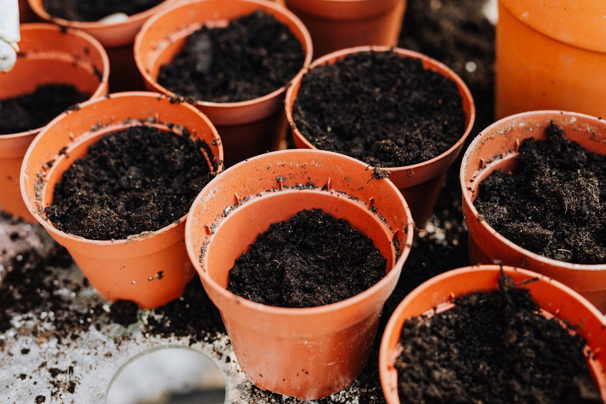 Top view of several empty pots filled with soil, ready for planting.