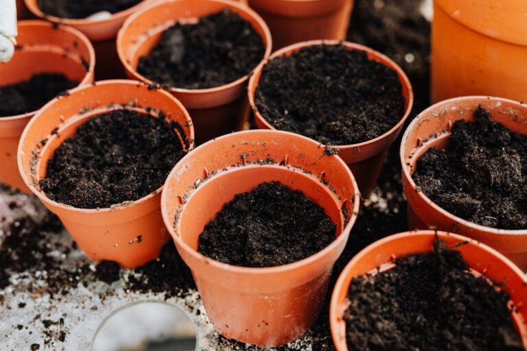 Top view of several empty pots filled with soil, ready for planting.