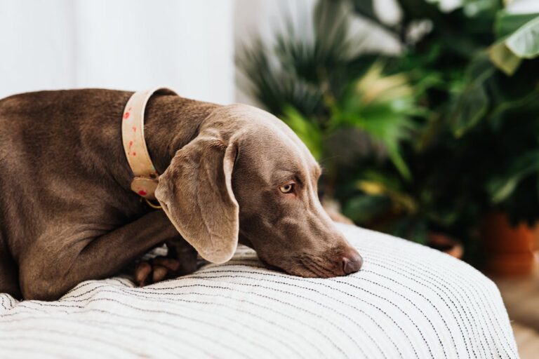 Adorable Weimaraner dog lying on a white striped blanket indoors with lush green foliage in the background.