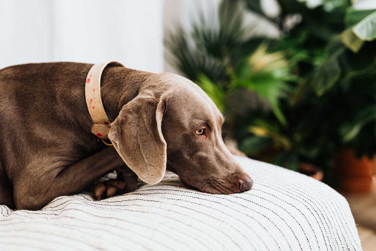 Adorable Weimaraner dog lying on a white striped blanket indoors with lush green foliage in the background.