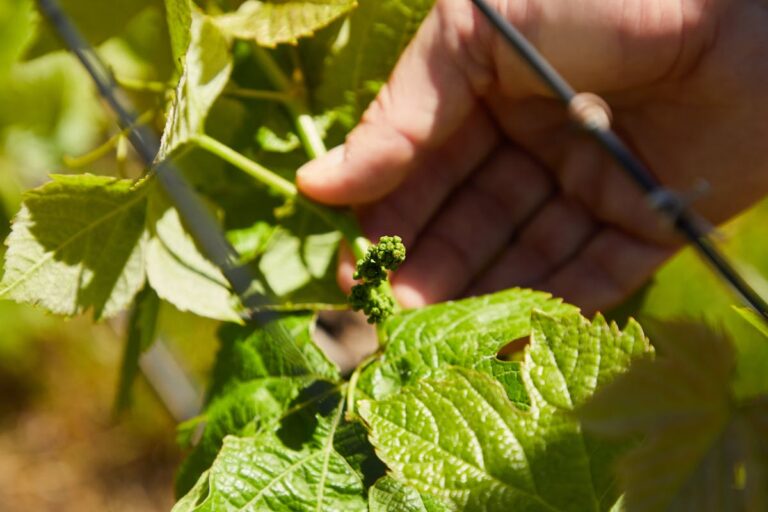 Close-up of hand examining young grapevines in a vineyard during summer.