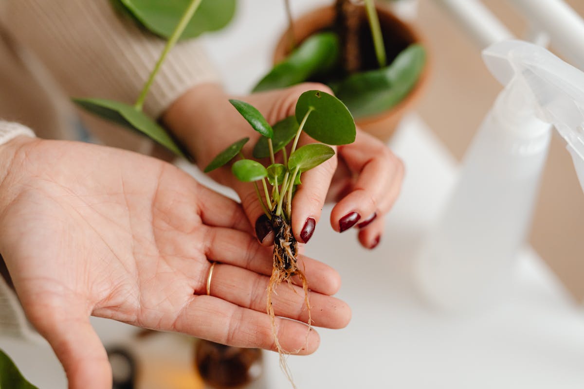 Close-up of hands holding a small potted plant with visible roots. Indoors with a caring touch.
