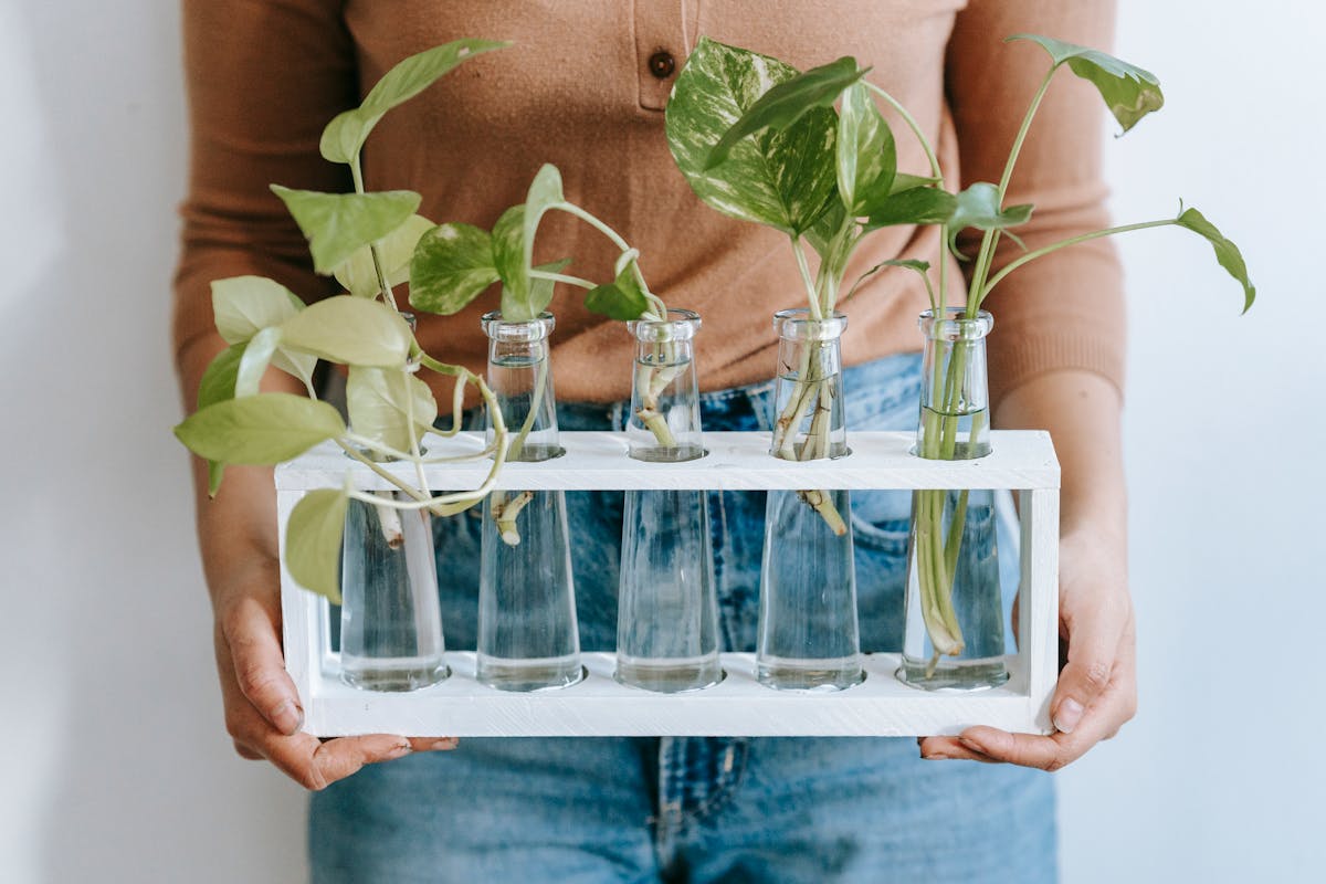 A woman holds a set of lush green plants growing in glass vases, symbolizing indoor gardening and natural decor.