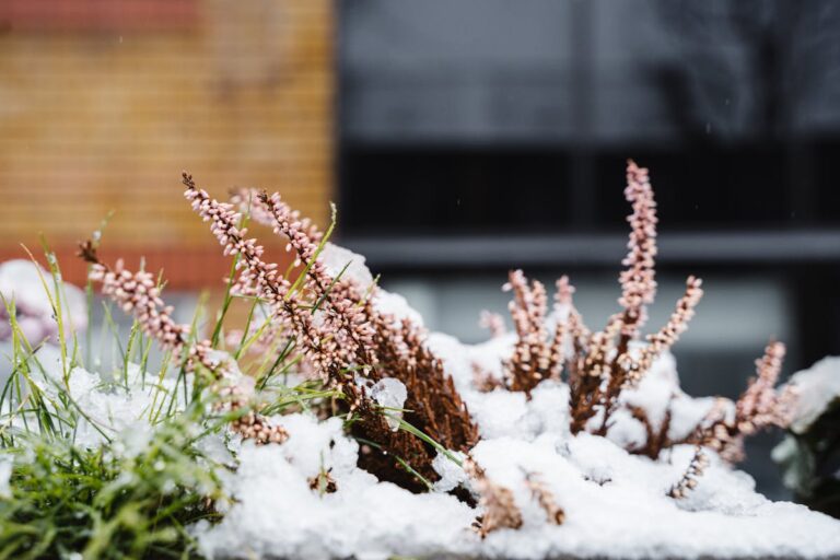 Snow-covered heather plants in a wintry urban landscape, showcasing nature's resilience.
