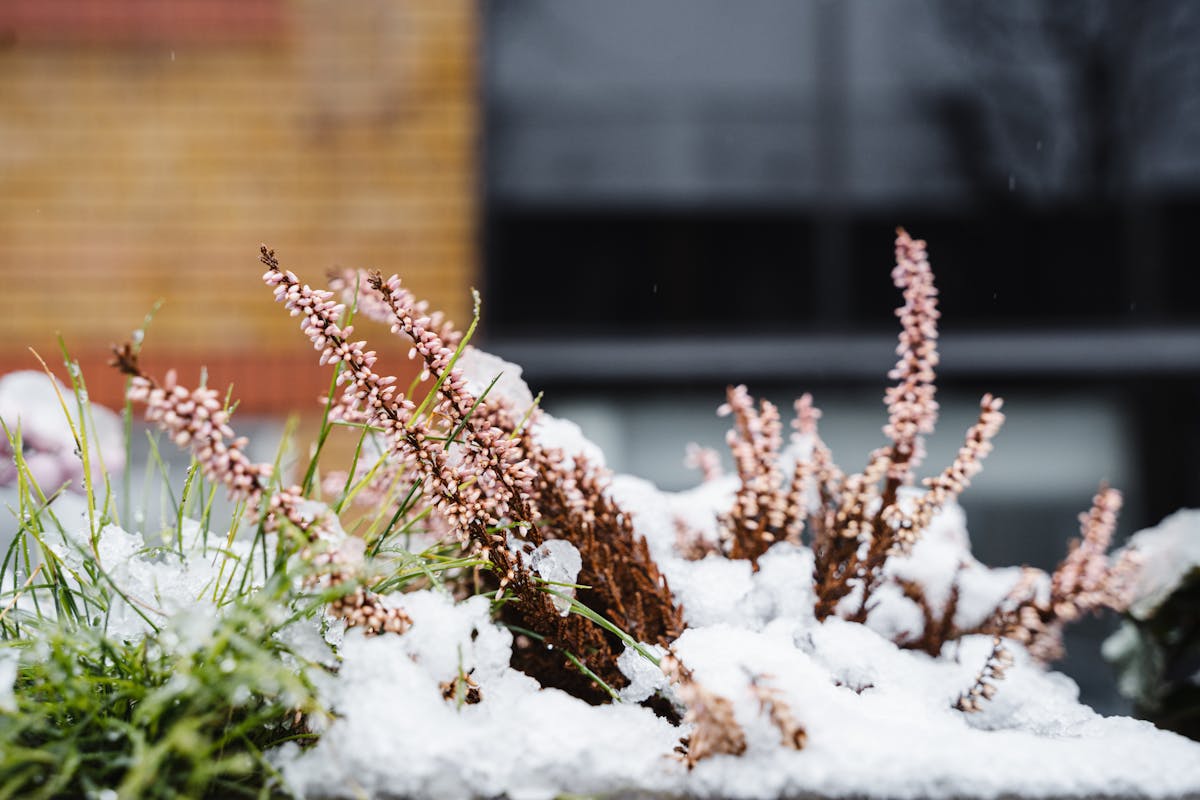 Snow-covered heather plants in a wintry urban landscape, showcasing nature's resilience.