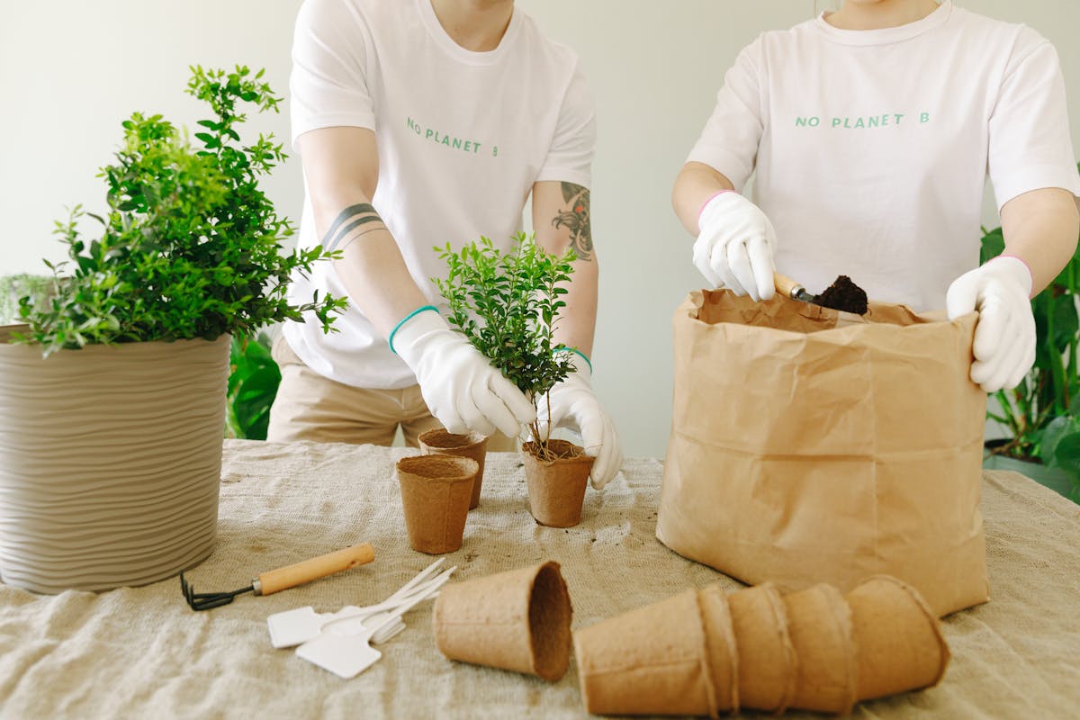 Two people planting small bushes in biodegradable pots indoors, promoting eco-friendly gardening.