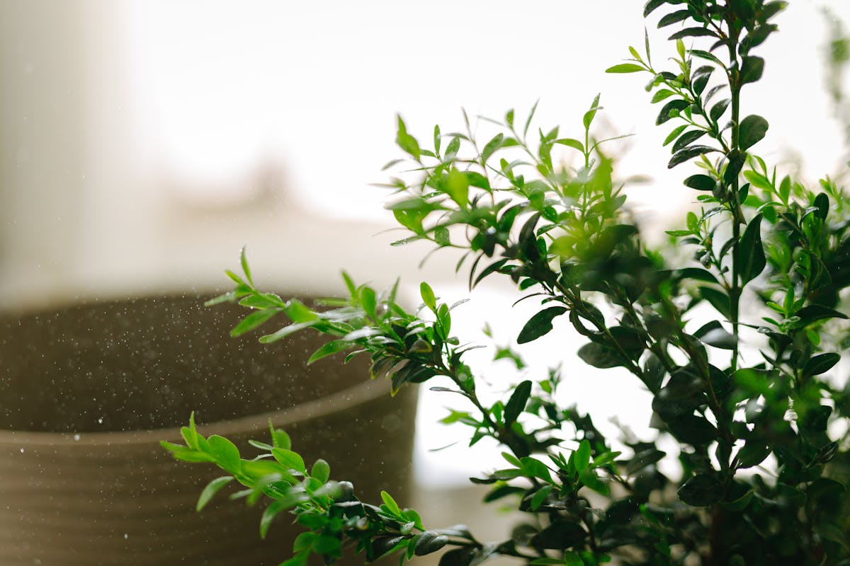 A fresh green plant with water droplets creating a serene indoor atmosphere.