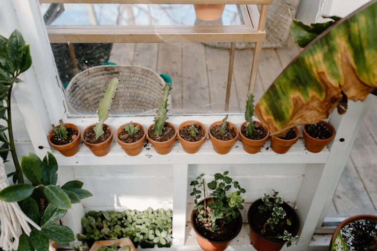 Top view of a variety of succulent plants in terracotta pots arranged on an indoor wooden shelf.