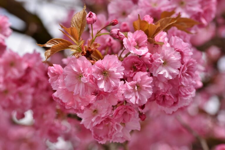 Close-up of vibrant pink cherry blossoms in full bloom, showcasing the beauty of spring.