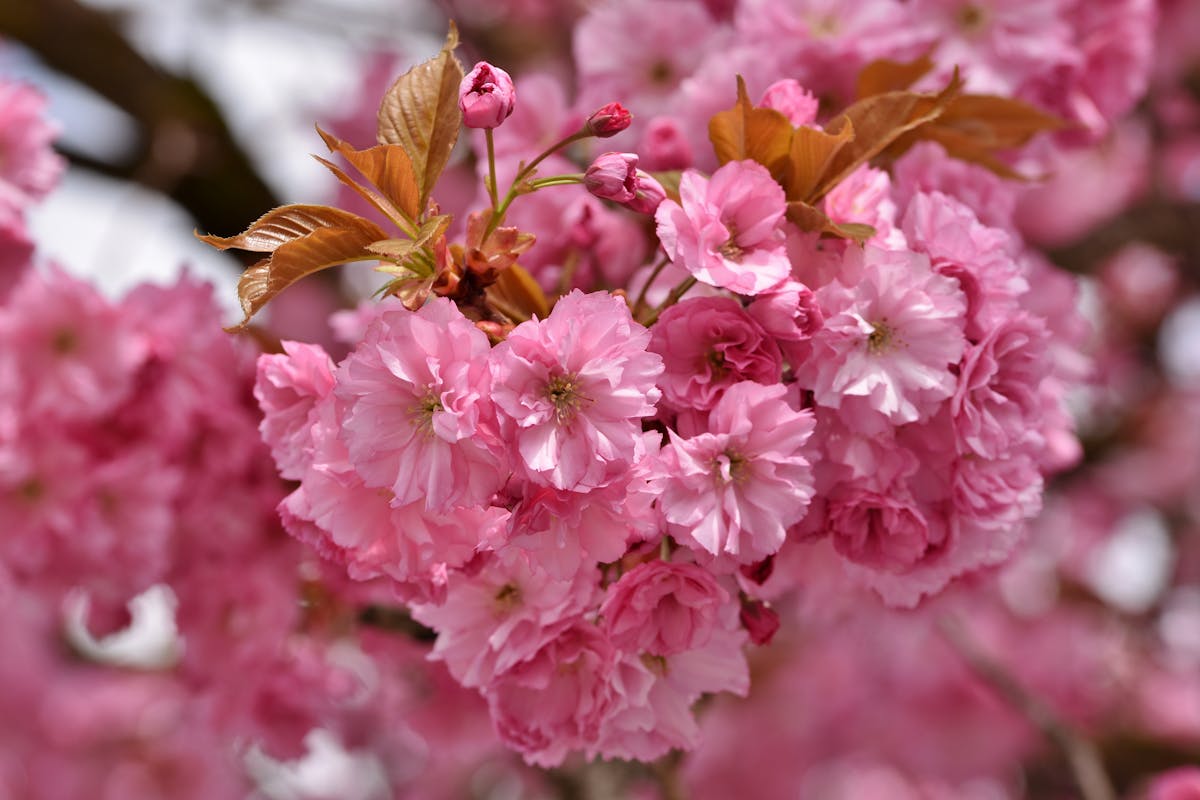 Close-up of vibrant pink cherry blossoms in full bloom, showcasing the beauty of spring.