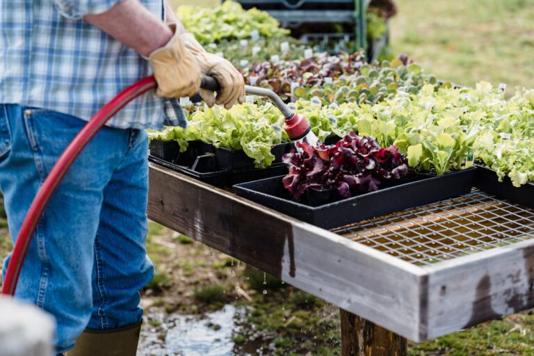 A farmer waters trays of lettuce and vegetables in an outdoor garden, promoting organic farming.