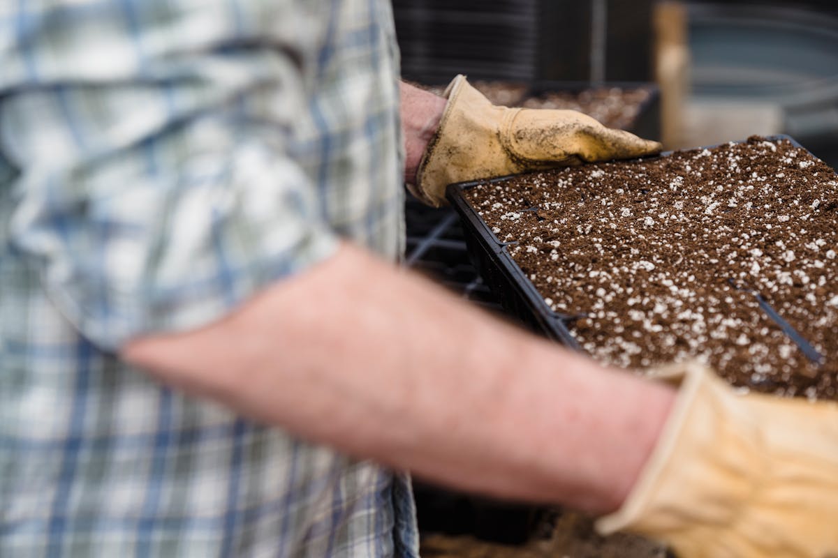 A gardener wearing gloves prepares soil trays for planting inside a greenhouse.