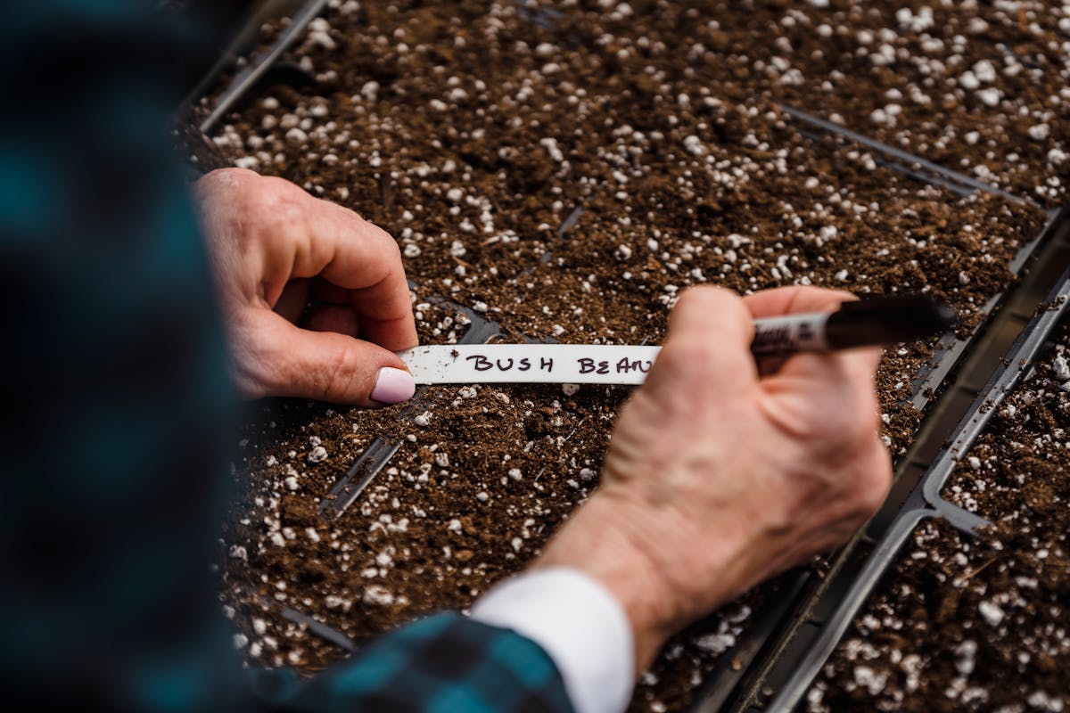 A gardener writes 'bush bean' on a label, prepping soil for planting.