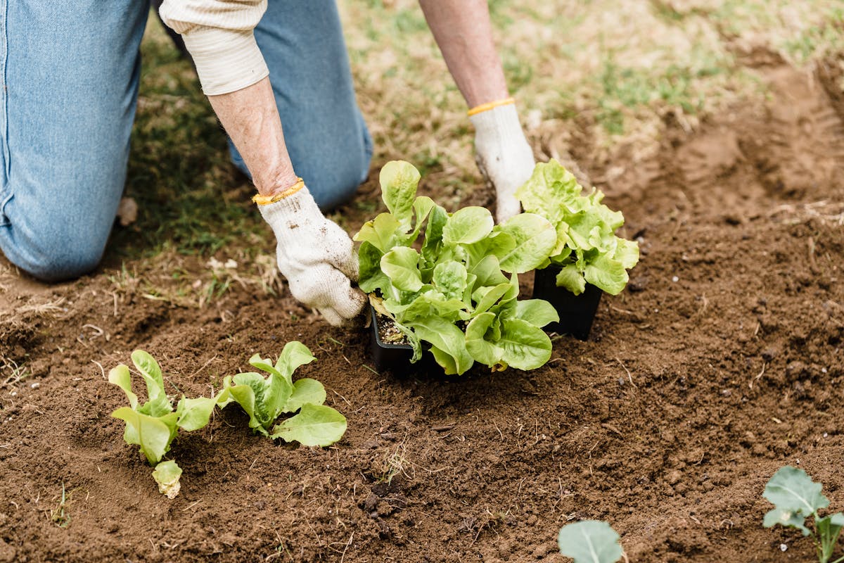 Adult gardener planting lettuce seedlings in outdoor garden soil.