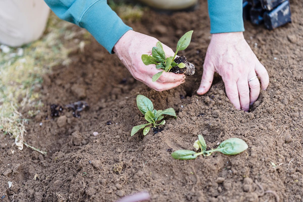 Close-up of hands planting seedlings in outdoor soil, ideal for gardening content.