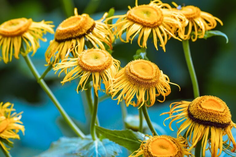 Close-up of wilted yellow flowers with visible petals and stems in a natural setting.