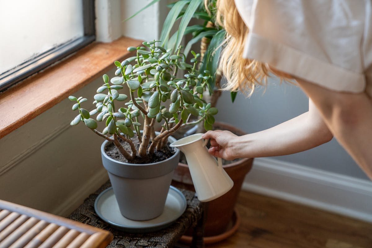 A woman gently waters her potted houseplants by a sunny window, embracing an indoor gardening routine.