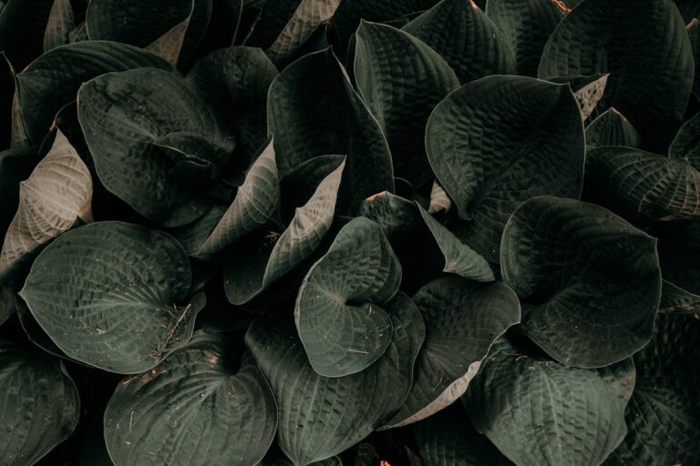 Close-up of dark green leaves creating a textured, natural background.