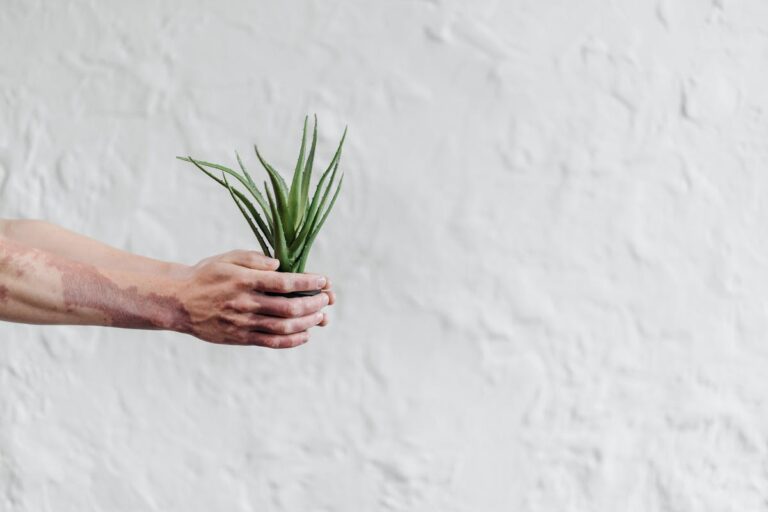 An aloe vera plant held by human hands against a textured white wall background.