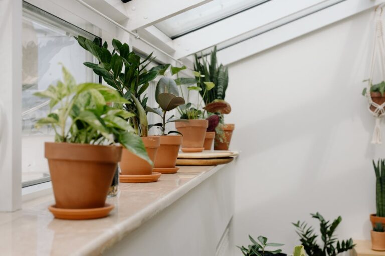 A serene indoor greenhouse featuring various potted plants on a window ledge.