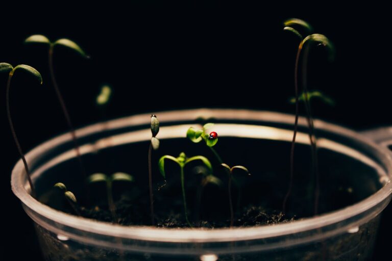 Macro shot of seedlings sprouting in dark soil with dramatic lighting.