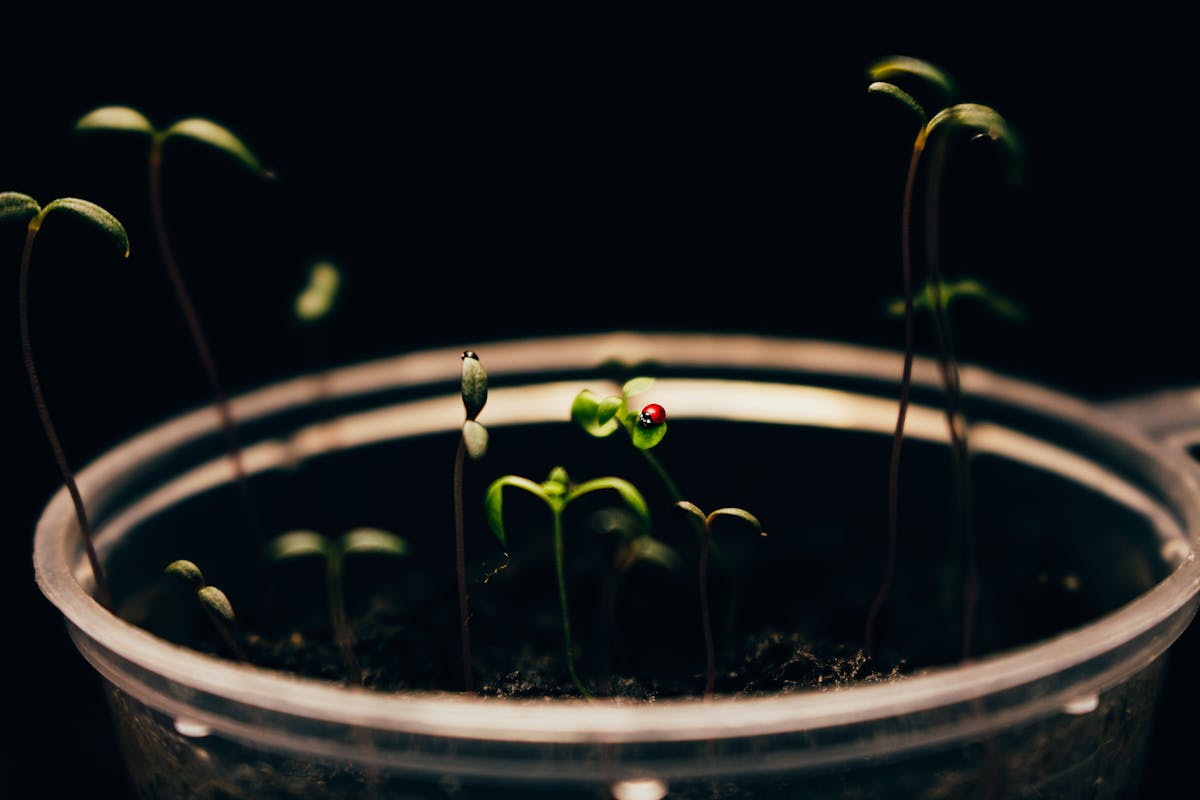 Macro shot of seedlings sprouting in dark soil with dramatic lighting.