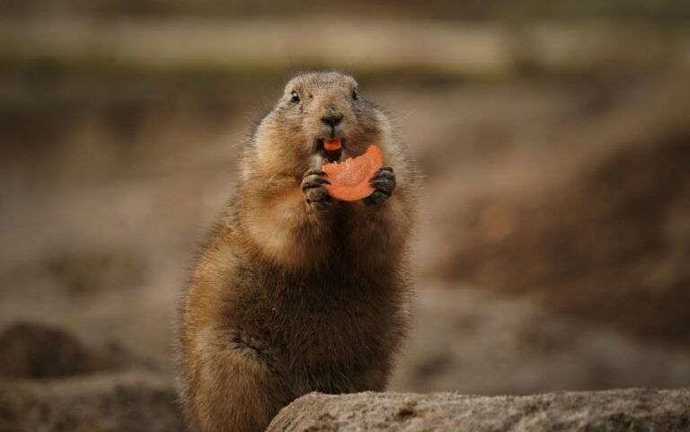 a groundhog holding a piece of food in its mouth
