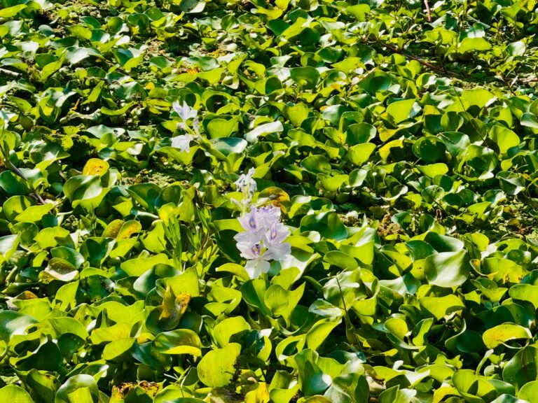 Water hyacinth plants with delicate purple flowers floating.