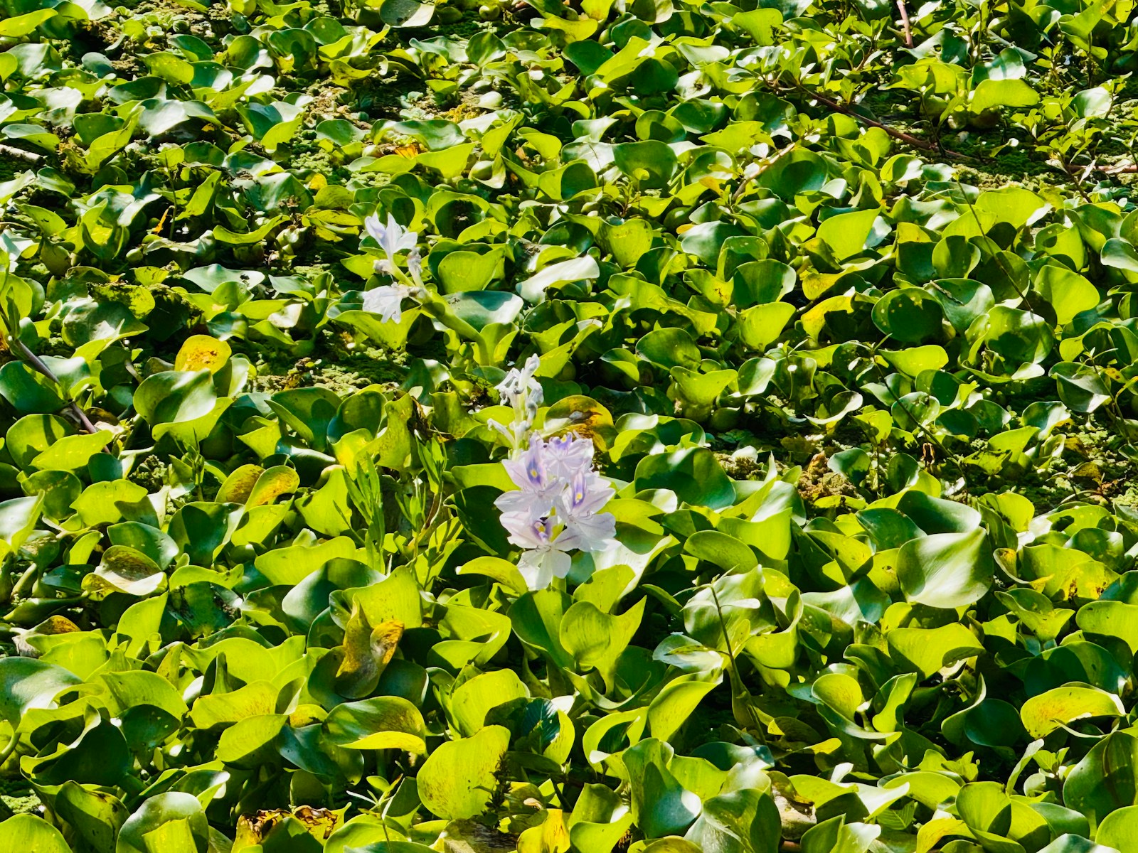 Water hyacinth plants with delicate purple flowers floating.