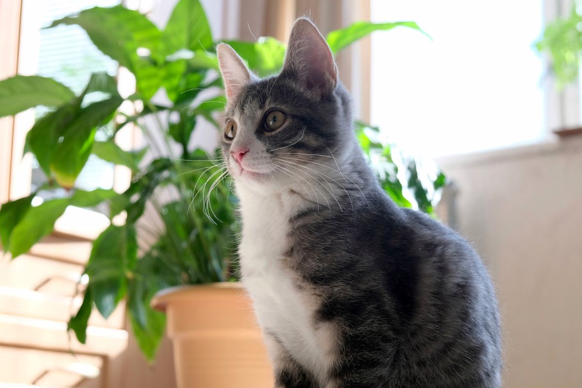 cat infront of a plant