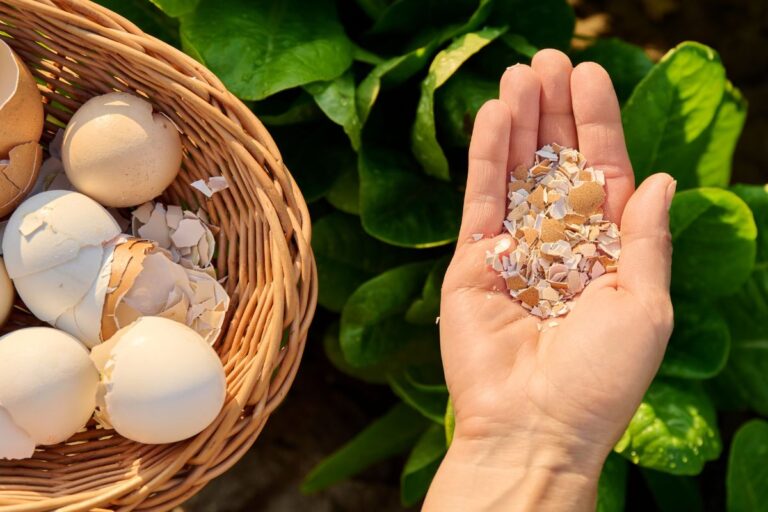 egg shells in a basket and in a woman's hand