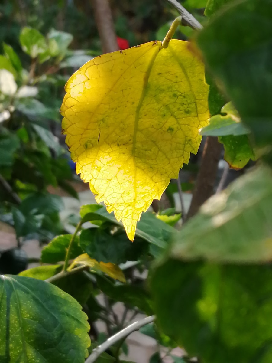 a yellow leaf on a plant