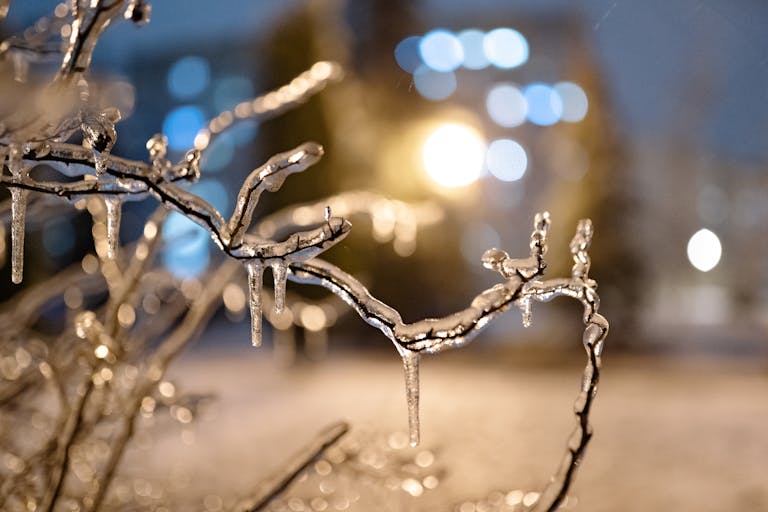 Ice-covered branches with a beautiful bokeh effect during a Minsk winter night.