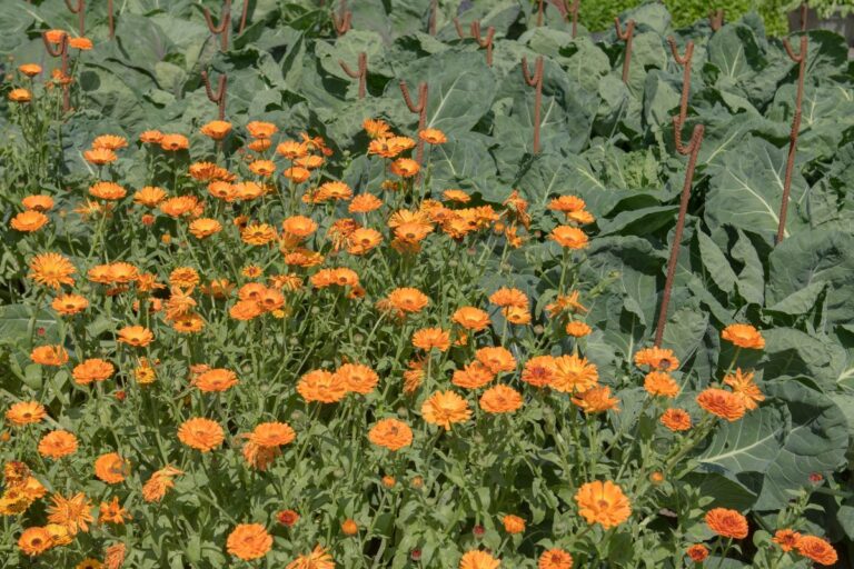 marigolds next to vegetables
