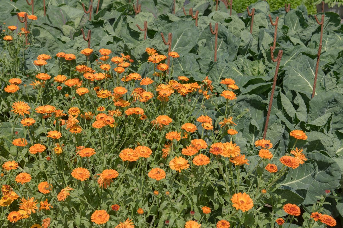 marigolds next to vegetables