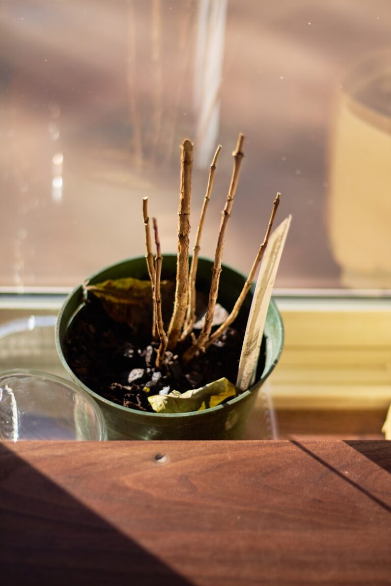 A plant in a pot is starting to die.