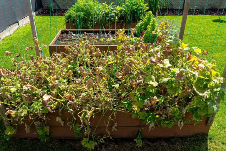 raised garden bed that isnt doing well