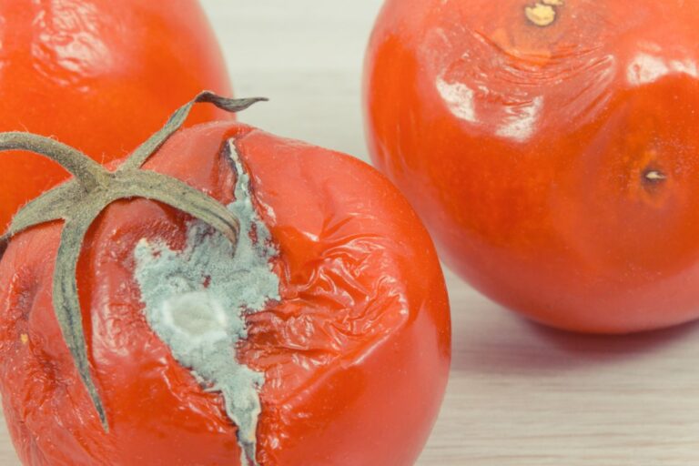 wrinkled old tomatoes