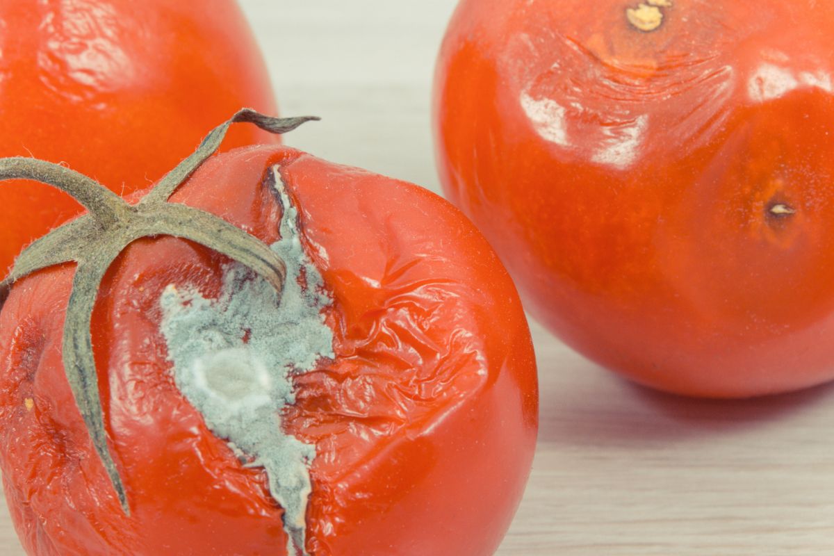 wrinkled old tomatoes