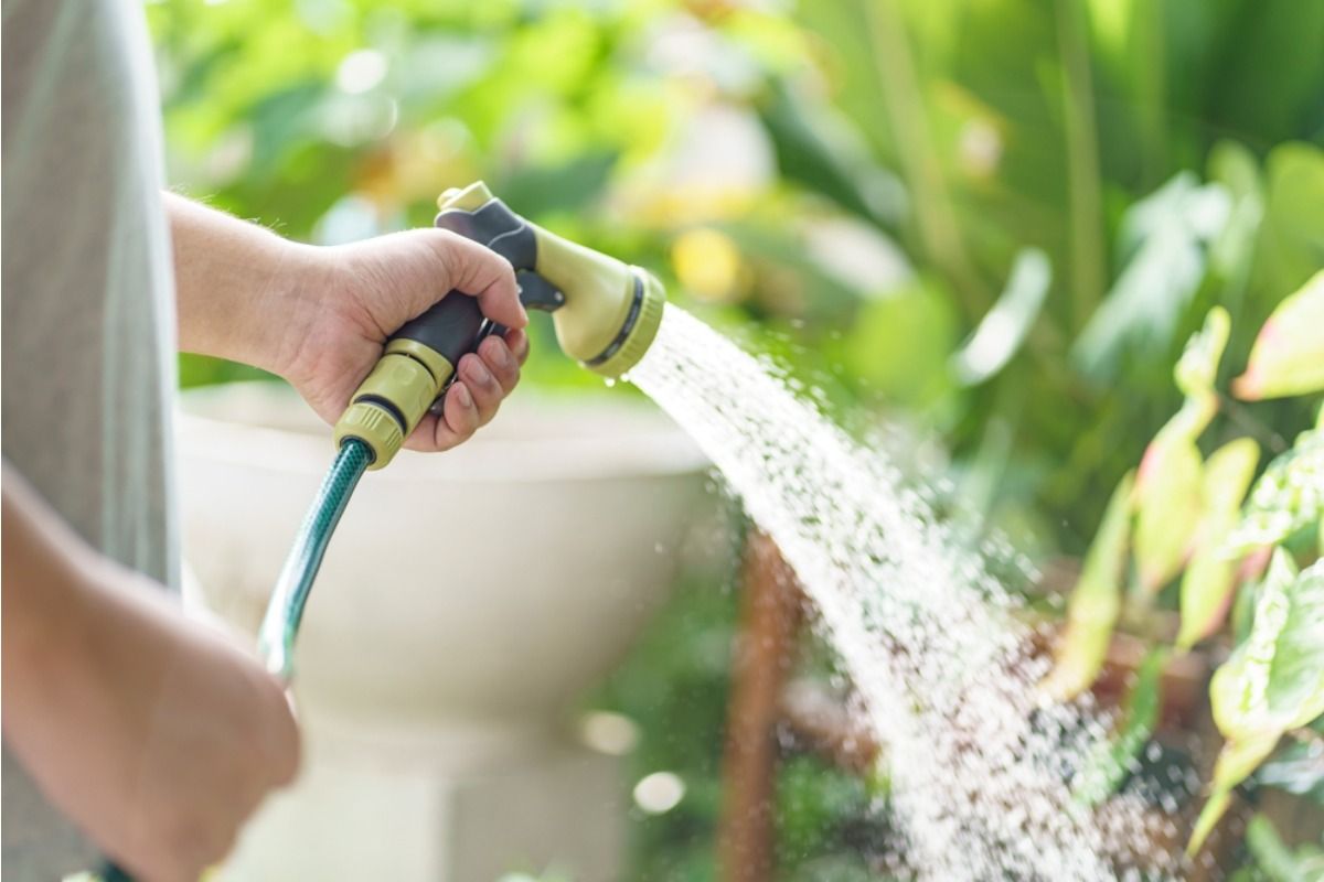 A Backyard Grower Says His Family Keeps Overwatering His Plants, Now He’s Trying to Take Control Before Damage Gets Worse