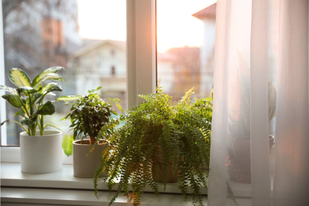 A Growing Number of People Are Harvesting Vegetables From Window Sills, Even in Apartments With Limited Light