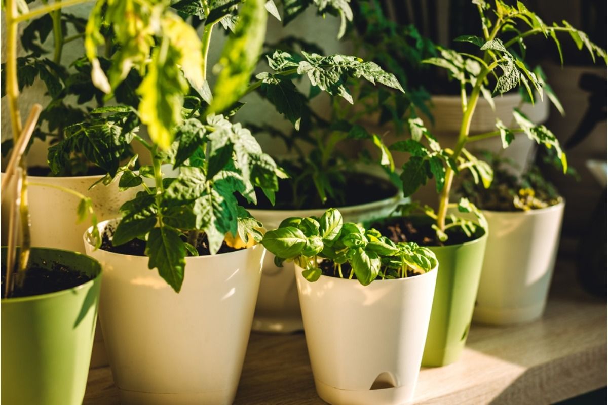 A New Trend Shows Home Growers Mixing Food and Medicinal Plants Together, And It’s Changing Small Garden Design