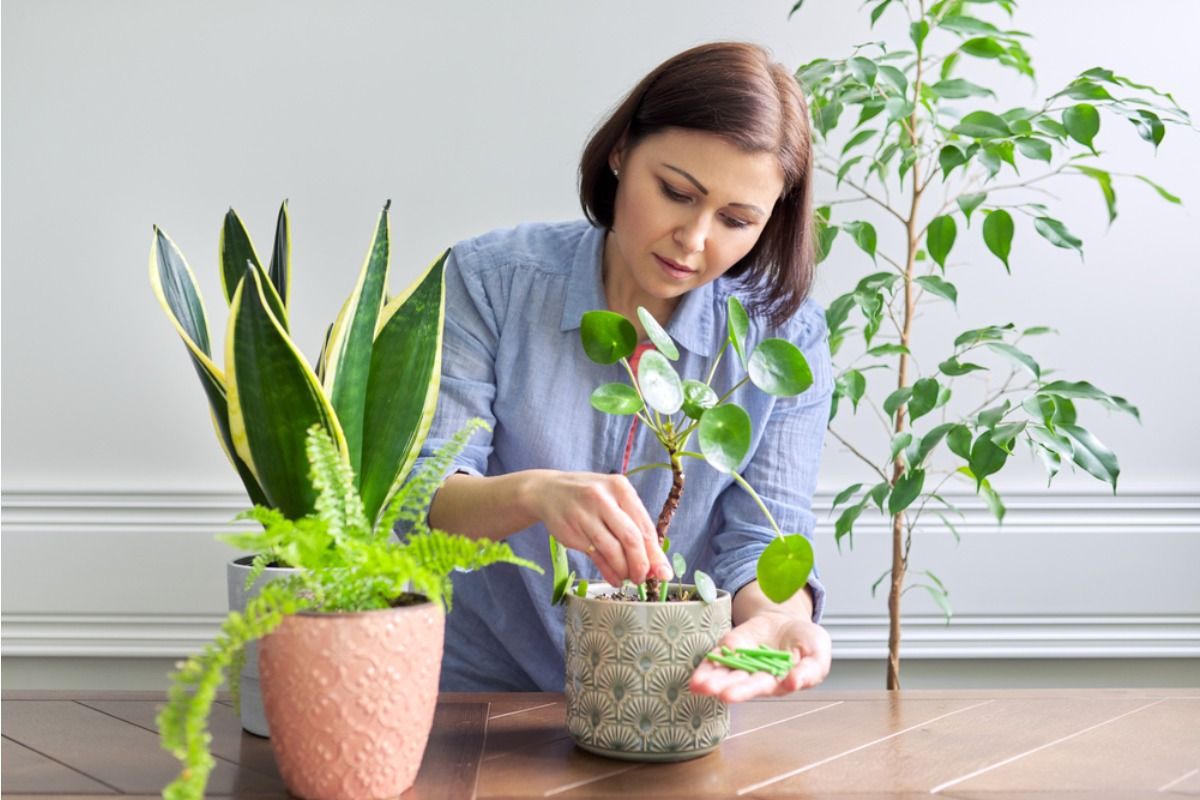 A Simple Adjustment in Your Home Garden Setup Could Boost Vegetable Growth Faster Than Expected