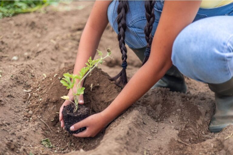 A Simple Change in How You Space Plants Is Making a Big Difference in Yield for Home Gardeners This Year