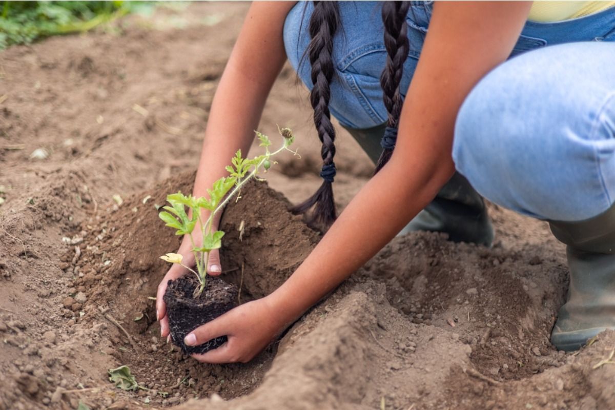 A Simple Change in How You Space Plants Is Making a Big Difference in Yield for Home Gardeners This Year