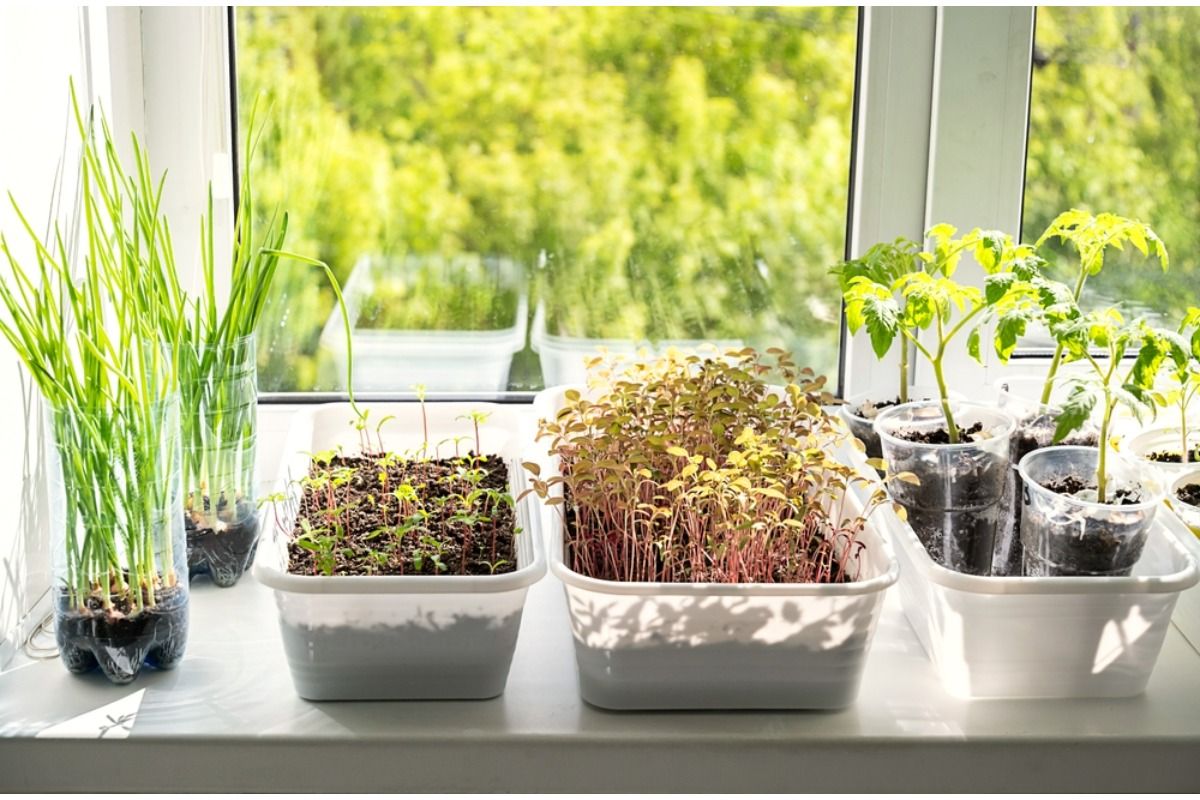 A Small Change in Container Choice Is Making a Big Difference in Homegrown Vegetable Health This Year